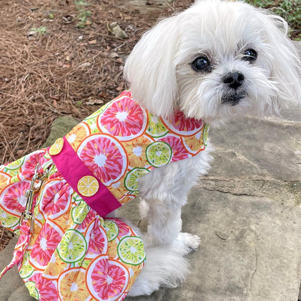 Doggie Design Dog Dress Citrus Slice Dog Dress with Matching Leash