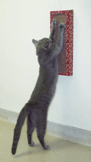 Pet Wholesale USA Cat Dancer Wall Scratcher Play Station