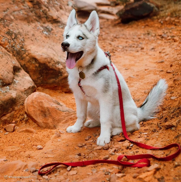 Pet Wholesale USA New Earth Soy Eco-Friendly Anti-Bacterial Dog Leash 6 ft. Pumpkin Orange in 2 Sizes